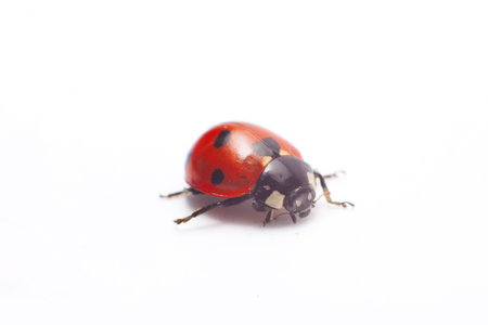 ladybug isolated on white background