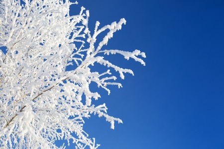 Alone frozen tree in snowy field and clear blue skyの写真素材