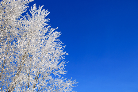 Birch forest in winter. Beautiful white winter. Blue sky.の写真素材