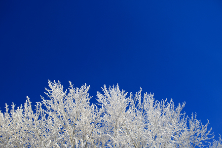 Snow-covered tree branch at sunset. Beautiful white winter. Blue sky.の写真素材
