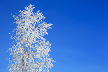 Winter background. Beautiful white winter on Blue sky.の写真素材