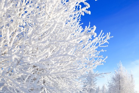 Winter background. Beautiful white winter on Blue sky.の写真素材
