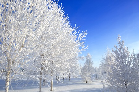 Winter trees. Beautiful white winter on Blue sky.の写真素材