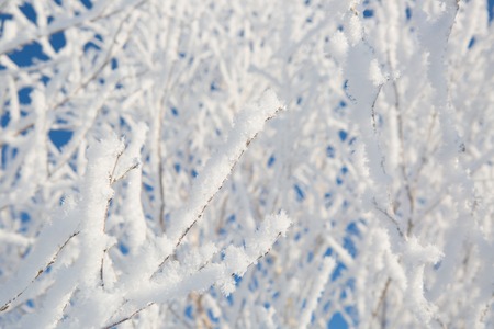 snowy tree in park. winter nature. Beautiful white winter. Blue sky.の写真素材