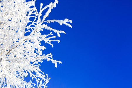 Winter trees. Beautiful white winter on Blue sky.の写真素材