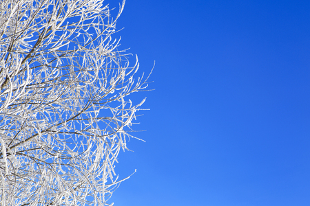 Frosty tree branch with snow in winter. Beautiful white winter on Blue sky.の写真素材