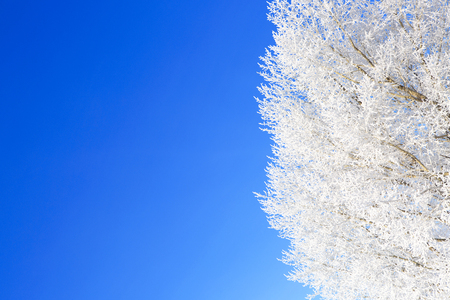 frosty tree branch in winter. Beautiful white winter. Blue sky.の写真素材