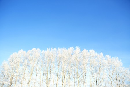 Birch forest in winter. Beautiful white winter. Blue sky.の写真素材