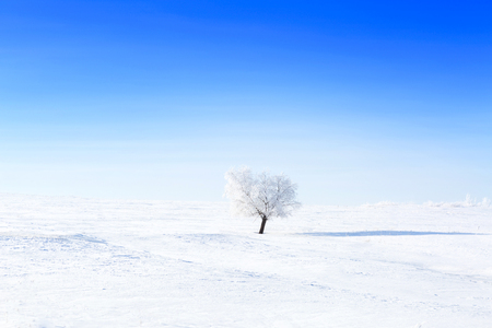 Alone frozen tree on winter field and blue sky with rare cloudsの写真素材