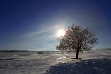 Single tree in frost. Beautiful white winter. Blue sky.の写真素材