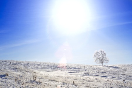 Alone frozen tree on winter field and blue sky with rare cloudsの写真素材
