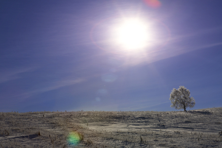 One Frozen tree on winter field and blue sky. Winter.の写真素材
