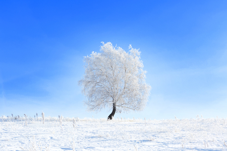 Tree in the snow in a field in winter. Beautiful white winter. Blue sky.の写真素材