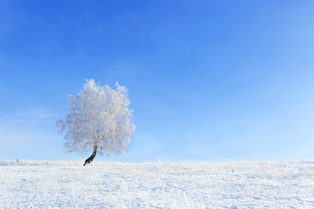 Alone Tree in the snow in a field in winter. Beautiful white winter. Blue sky.の写真素材