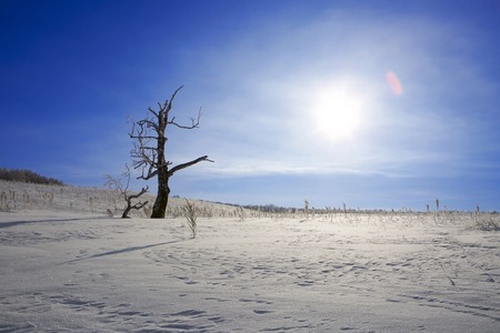 Bent Dead Tree in Snowy Farm Field. Beautiful white winter. Blue sky.の写真素材