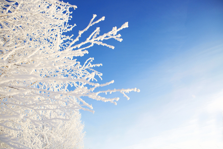 willow tree in frost  closeup on background of blue sky. Frosty winter day - snowy branch closeup.の写真素材