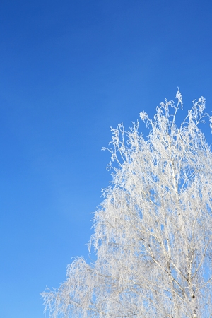 Beautiful winter white snowy frosty frozen cold landscape with snow on tree branches in forest on hill with blue sky sunny dayの写真素材