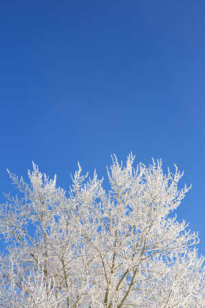 Winter framework. White frozen trees and blue sky. Frosty winter day - snowy branch.の写真素材