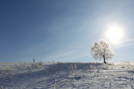 Lonely tree in a field on a sunny cloudless morning. Alone frozen tree in winter snowy field. Frosty winter day - snowy branch.の写真素材