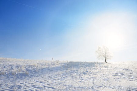 Winter landscape with lonely tree and snow field. Alone frozen tree in winter snowy field. Frosty winter day - snowy branch.の写真素材