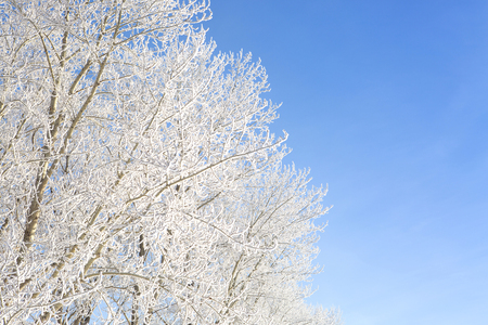 willow tree in frost  closeup on background of blue sky. Frosty winter day - snowy branch.の写真素材
