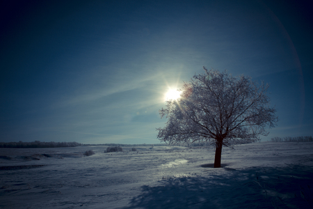 alone tree and moon in night. Beautiful white winter. Black sky.の写真素材