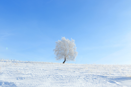 Winter landscape with lonely tree and snow field. Alone frozen tree in winter snowy field. Frosty winter day - snowy branch.の写真素材