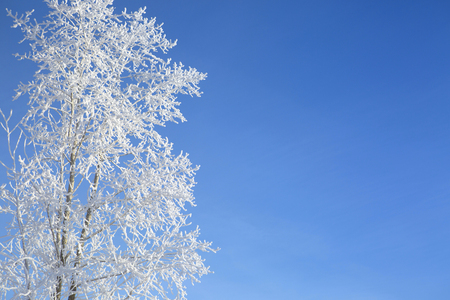Snow branches on the tree at blue sky background. Frosty winter day - snowy branch closeup.の写真素材