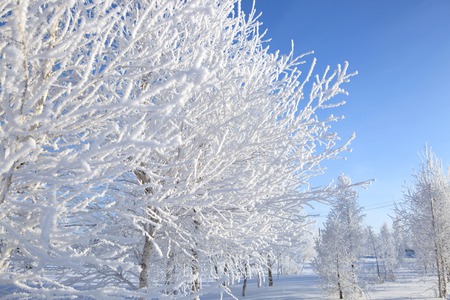Snow branches on the tree at blue sky background. Frosty winter day - snowy branch closeup.の写真素材
