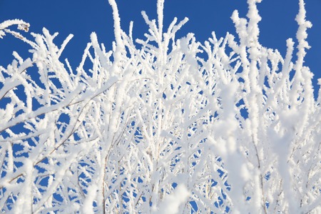 Close up of frozen branches and snow falling against blue sky.の写真素材