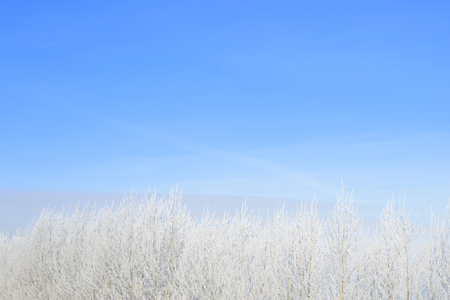willow tree in frost  closeup on background of blue sky. Frosty winter day - snowy branch.の写真素材