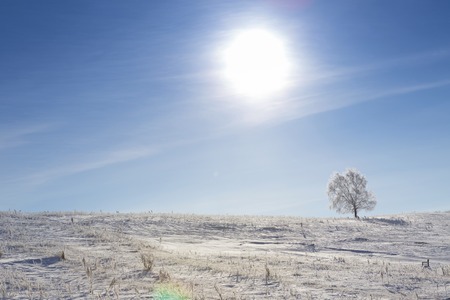 Winter landscape with lonely tree and snow field. Alone frozen tree in winter snowy field. Frosty winter day - snowy branch.の写真素材