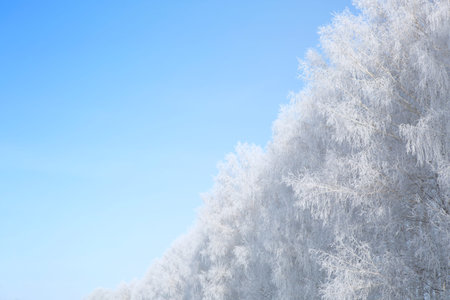 Beautiful winter white snowy frosty frozen cold landscape with snow on tree branches in forest on hill with blue sky sunny dayの写真素材