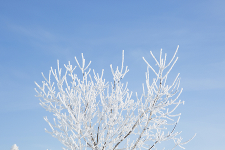 Birch forest in winter. Snowy white winter.の写真素材