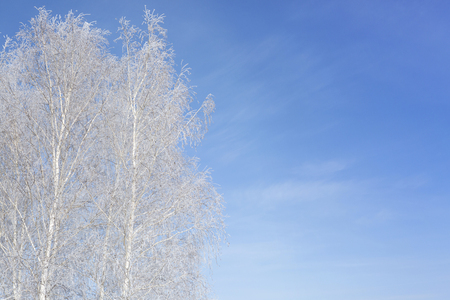 Winter park in snow. Snowy beautiful wite winter.の写真素材