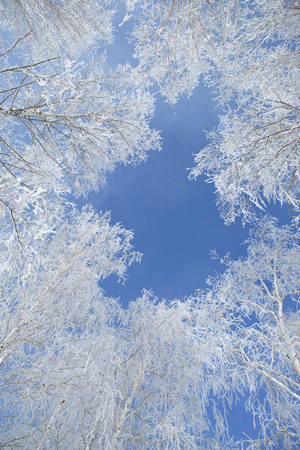 Landscape photo of a field and trees covered in fresh snow  with a clear blue sky.の写真素材