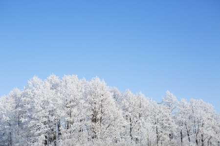 Winter park in snow. Snowy beautiful wite winter.の写真素材