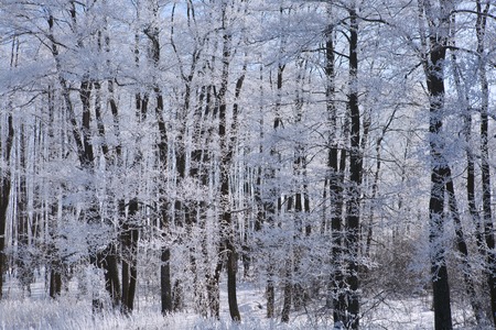 Frozen trees and branches . Beautiful white winter. Blue sky.の写真素材