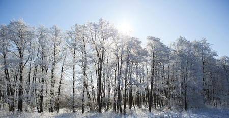 Frozen trees and branches . Beautiful white winter. Blue sky.の写真素材