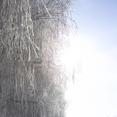 Close up of frozen branches and snow falling against blue sky.の写真素材