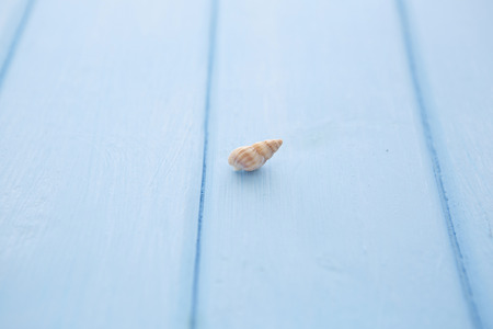 Border pattern of white sea shells on blue smooth wooden tableの写真素材