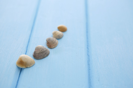 Border pattern of white sea shells on blue smooth wooden tableの写真素材