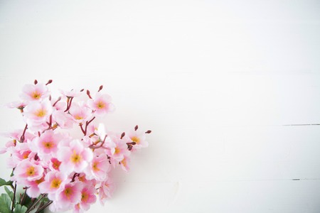 beautiful japanese cherry blossoms on wooden backgroundの写真素材