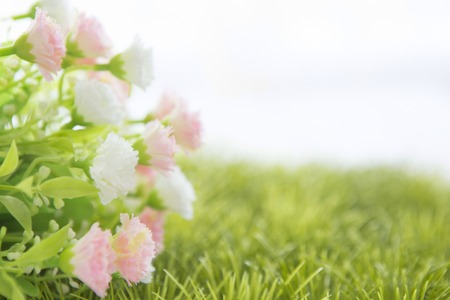Small white and pink roses on grass isolated on whiteの写真素材
