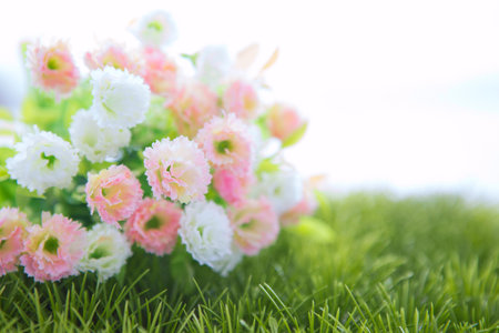 Small white and pink roses on grass isolated on white