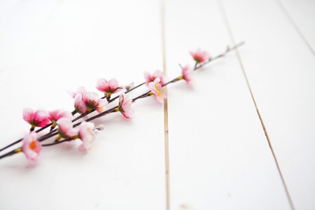 Spring Blossom flowers over clear wood background.の写真素材