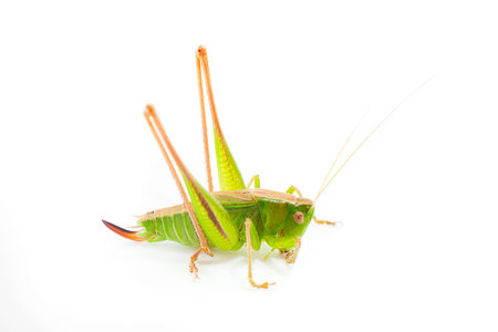 Macro image of a grasshopper isolated on white background