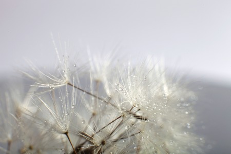 Water drops on dandelion - extreme macro. Dandelion seed with water drops.の写真素材