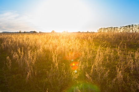 Yellow Field and Beautiful Sunset. Summer Landscape with Field.の写真素材