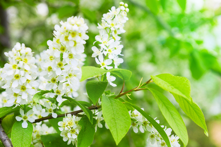 Bird cherry closeup with selective focus. Focus is on the central part of the image.の写真素材